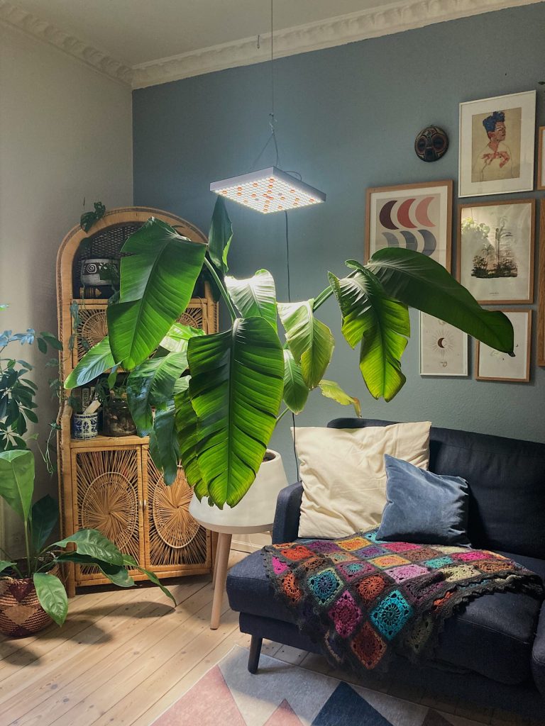 Grolys monstera